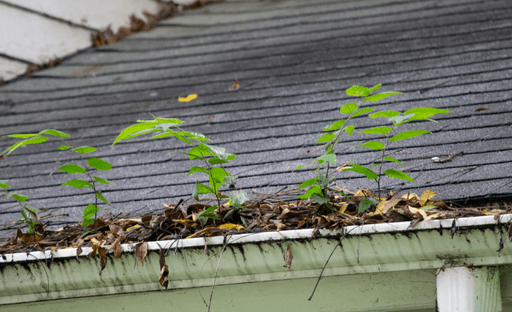 The Role of Gutters in Protecting Your Home